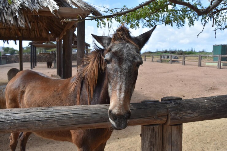 Equine Gut Health—The Secret to a Stronger Horse