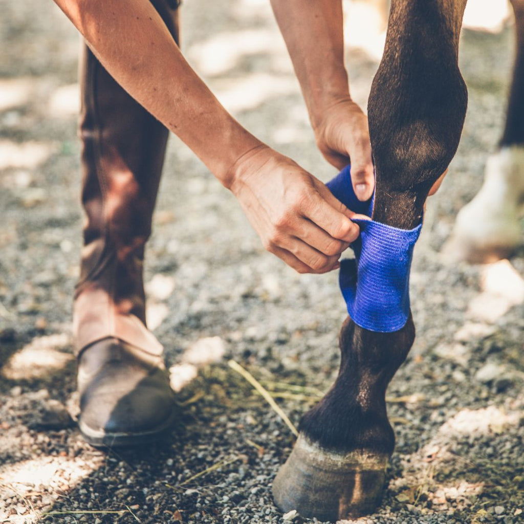 How Do You Treat an Open Wound On a Horse?