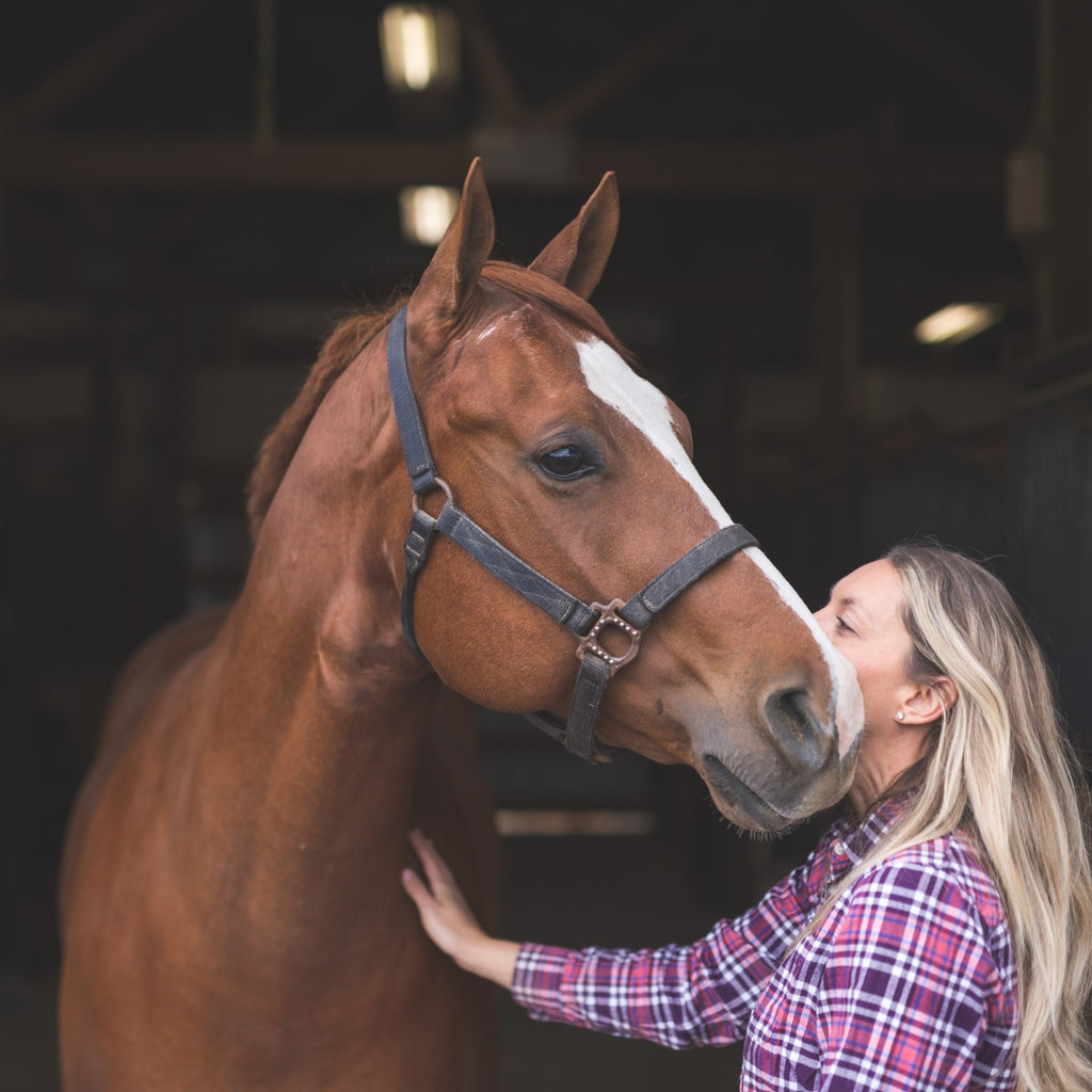 What Are Signs a Horse Wound Is Becoming Infected?