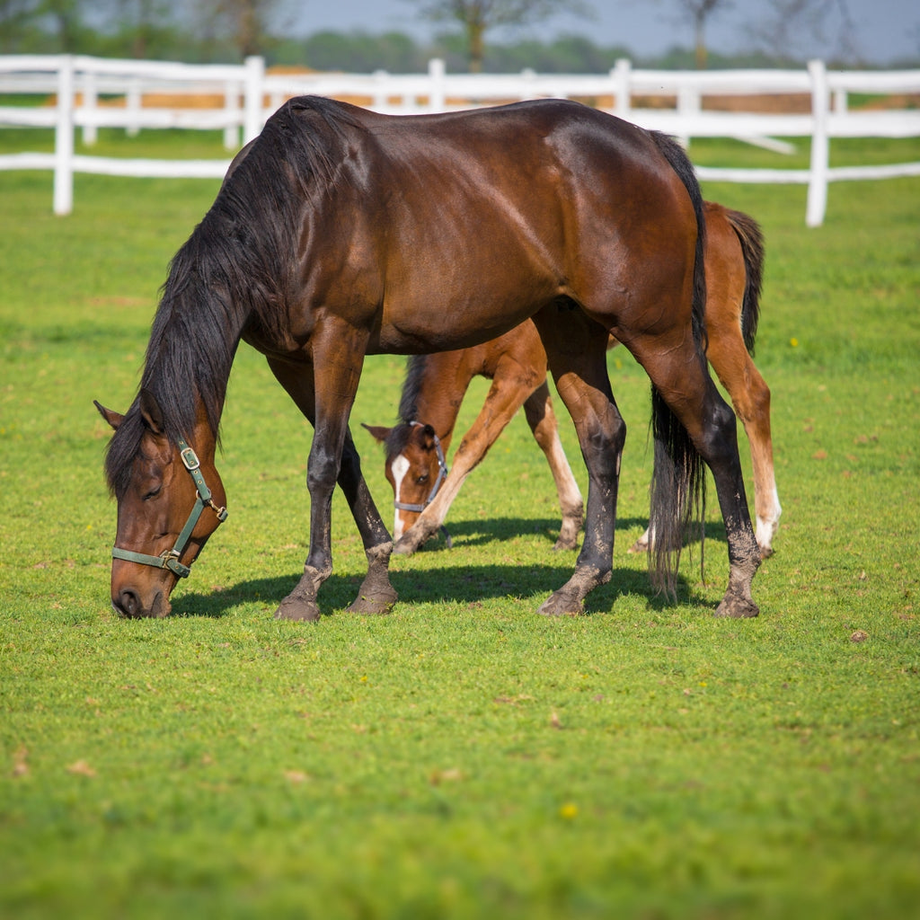 How Can I Improve My Horse’s Gut Health?