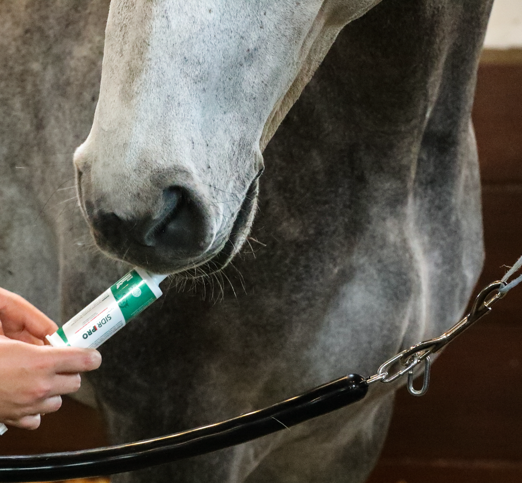 Train Like a Champion – The Road to the Kentucky Derby