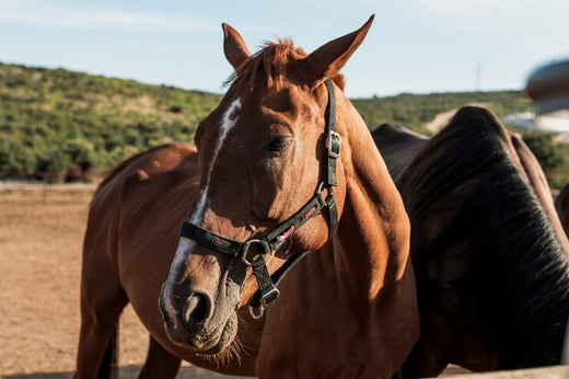 horse wound spray