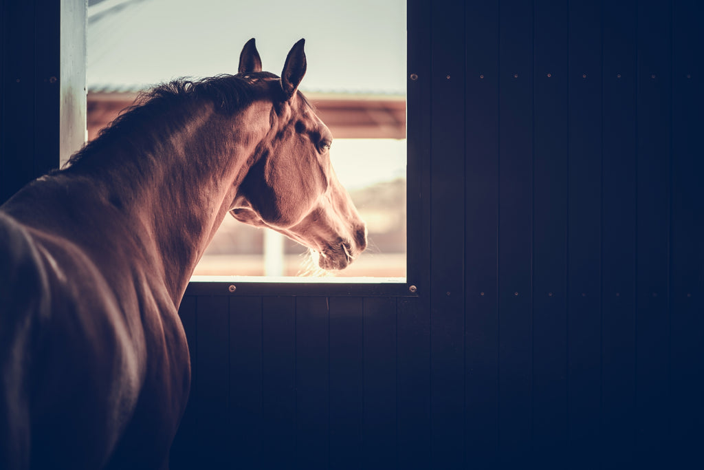 Do Horse Wounds Heal Faster Covered or Uncovered?