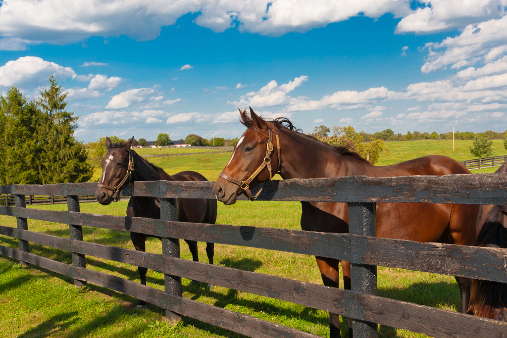 How Do I Know If My Horse Has Digestive Issues?