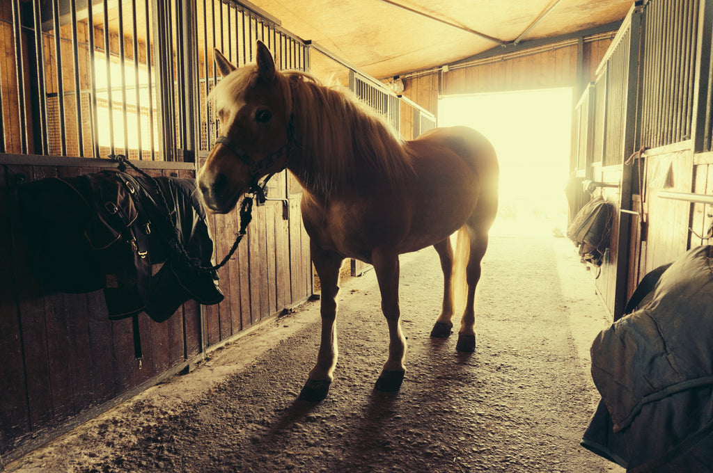 How Long Do Cuts Take to Heal on a Horse?