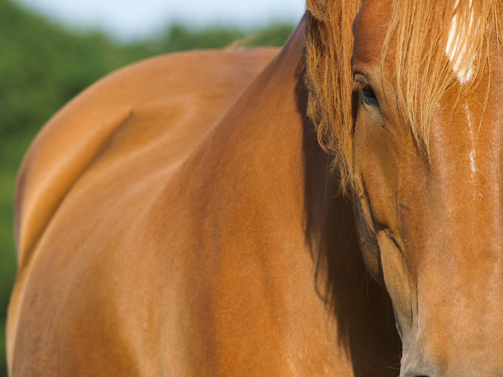  What are the Most Common Equine Digestive Issues?