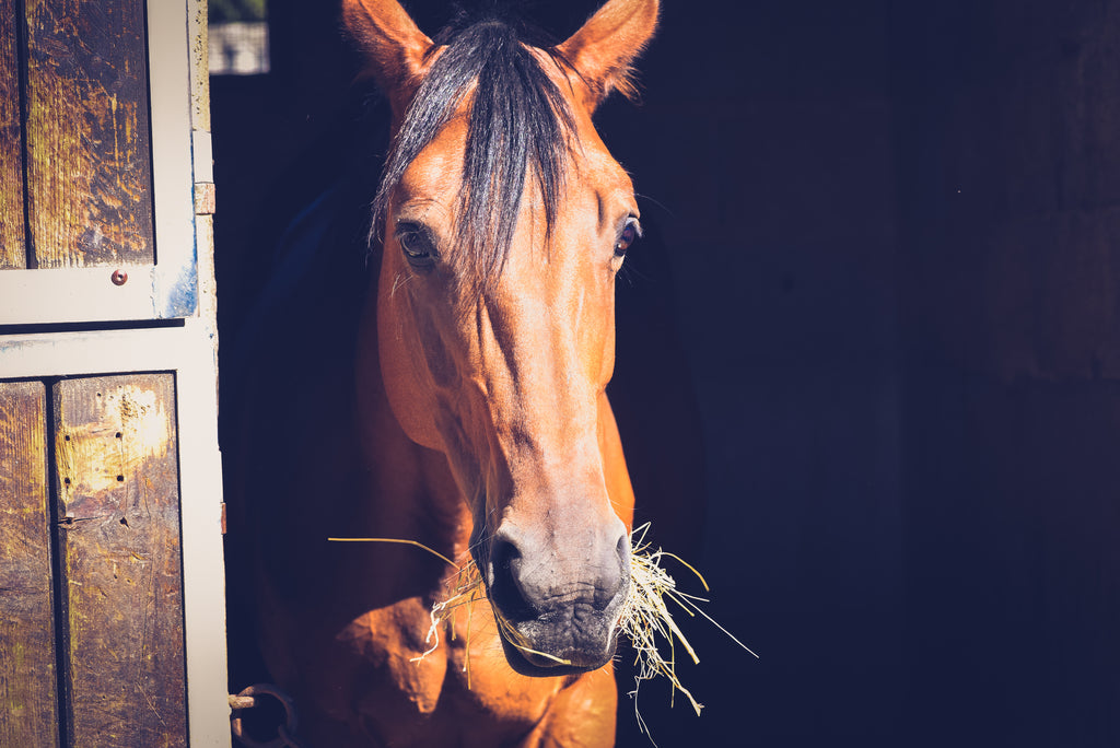 What Causes Equine Gastric Ulcer Syndrome (EGUS)?