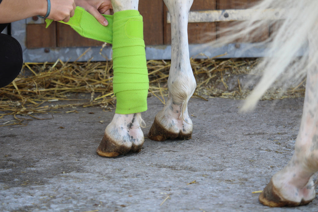 What is the Best Thing to Clean a Horse Wound With?